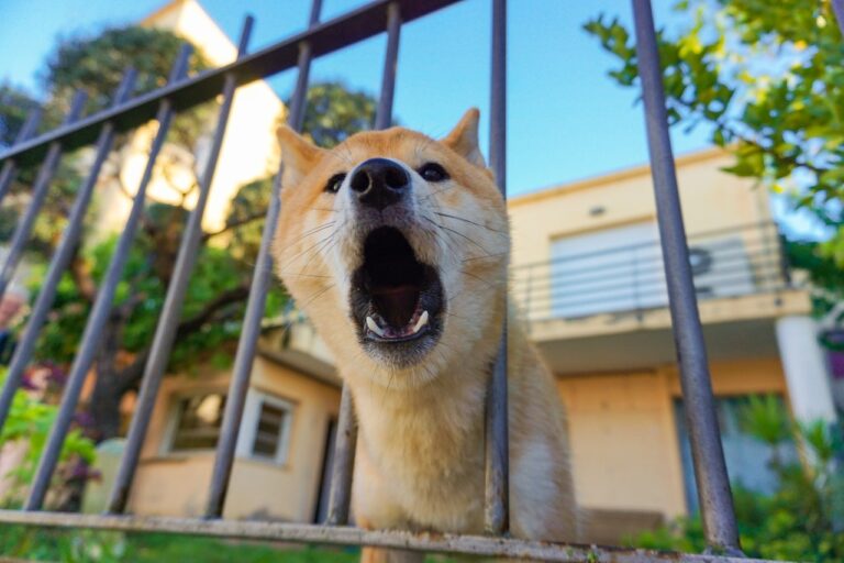 shiba inu dog barking through fence
