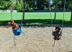 dachshunds in park swings